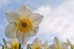 narcissus, flower wallpaper, flower, hd wallpaper, wallpaper hd, free wallpaper, plant, windows wallpaper, free background, white flower, beautiful flowers, desktop backgrounds, petals, bloom, flower background, spring, garden, mac wallpaper, laptop wallpaper, floral background, wallpaper 4k, beautiful wallpaper, flora, full hd wallpaper, sky, 4k wallpaper, cool backgrounds, sky background, 4k wallpaper 1920x1080, nature, background